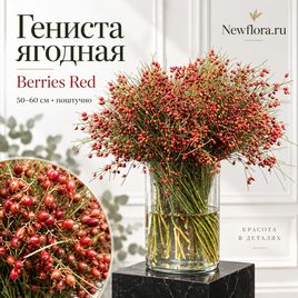 Гениста ягодная «Berries Red» 50-60 см (поштучно)