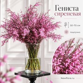 Гениста сиреневая 50-70 см (поштучно)