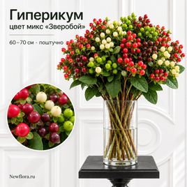 Гиперикум цвет микс «Зверобой» 60-70 см (поштучно)