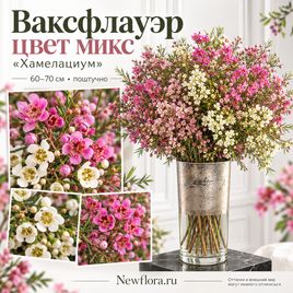 Ваксфлауэр цвет микс «Хамелациум» 60–70 см (поштучно)