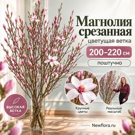 Магнолия срезанная цветущая ветка 200-220 см (поштучно)
