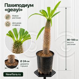Суккулентное дерево Пахиподиум «Geayi» высота 90-100 см