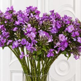 Флокс фиолетовый 50–60 см (поштучно)