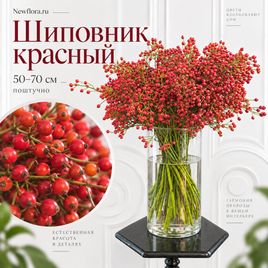 Шиповник красный 50-70 см (поштучно)