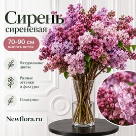 Сирень сиреневая 70-90 см (поштучно)