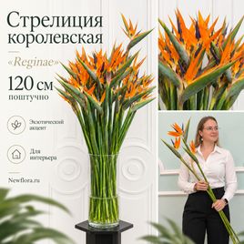 Стрелиция королевская «Reginae» высота 120 см (поштучно)
