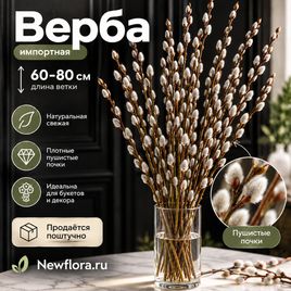 Верба импортная 60-80 см (поштучно)