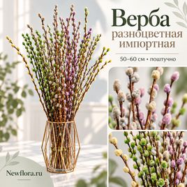 Верба разноцветная импортная 50-60 см (поштучно)