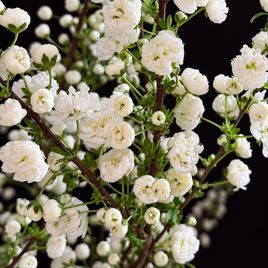 Ветки миндаля «Prunus Alba Plena» 80-100 см (поштучно)