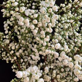 Ветки миндаля «Prunus Alba Plena» 80-100 см (поштучно)