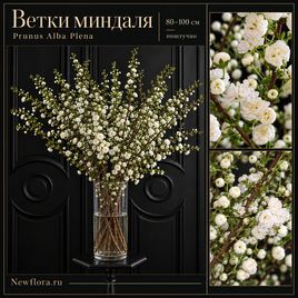 Ветки миндаля «Prunus Alba Plena» 80-100 см (поштучно)