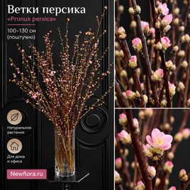 Ветки персика «Prunus persica» 100-130 см (поштучно)