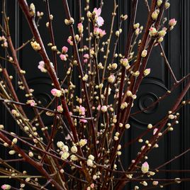 Ветки персика «Prunus persica» 100-130 см (поштучно)