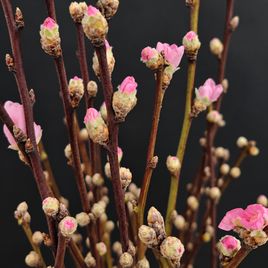 Ветки персика «Prunus persica» 40-80 см (поштучно)