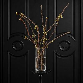 Ветки сливы белой «Prunus domestica» 50-60 см (поштучно)