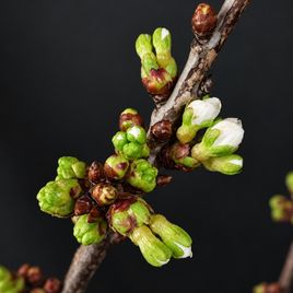Ветки сливы белой «Prunus domestica» 50-60 см (поштучно)