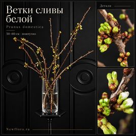 Ветки сливы белой «Prunus domestica» 50-60 см (поштучно)