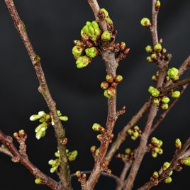 Ветки сливы белой «Prunus domestica» 50-60 см (поштучно)