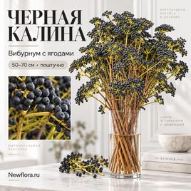 Вибурнум с ягодами «Чёрная калина» 50-70 см (поштучно)