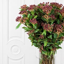 Вибурнум «Tinus Macrophyllum Red» 50-70 см (поштучно)
