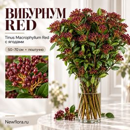 Вибурнум «Tinus Macrophyllum Red» 50-70 см (поштучно)