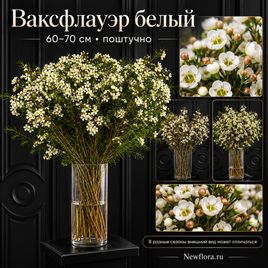 Ваксфлауэр белый «хамелациум» 60-70 см (поштучно)
