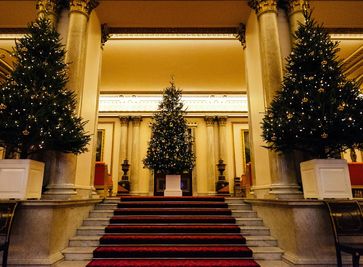 Премиальные пихты Нордмана и Фразера на Новый год