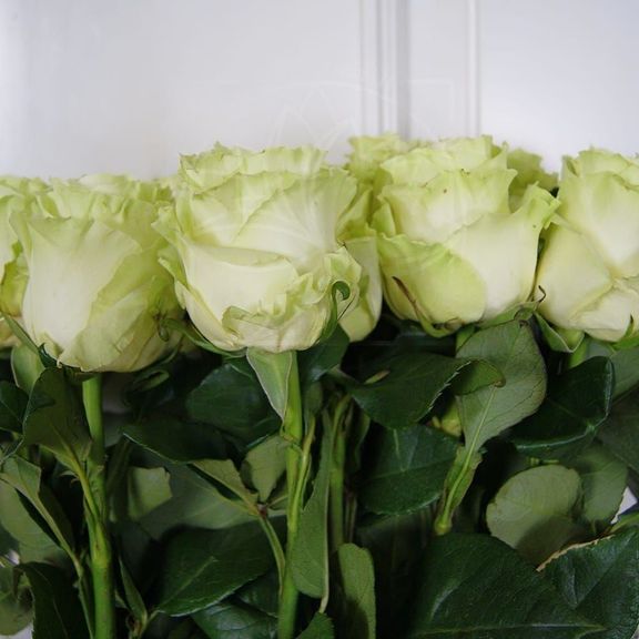 Букет 15 белых роз высотой 140см
