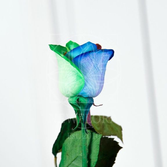 Роза радужная (мелкий бутон) поштучно