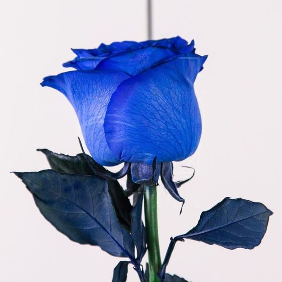 Роза крашенная синяя Tint M Blue 60-70см (поштучно)