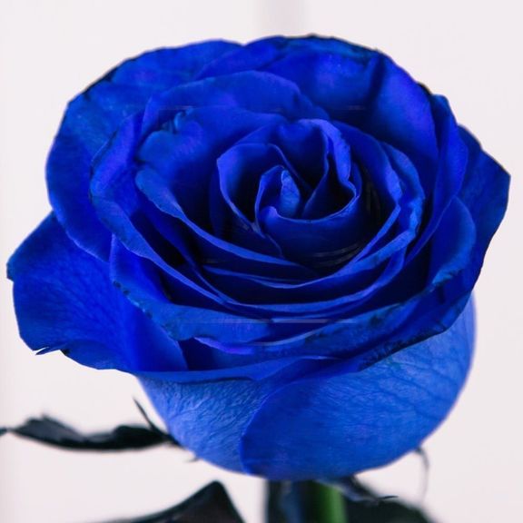 Роза крашенная синяя Tint M Blue 60-70см (поштучно)