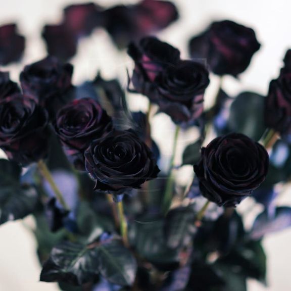 Букет 21 черная роза