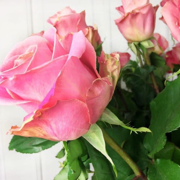 Букет 25 розовых роз Hermosa (Premium)