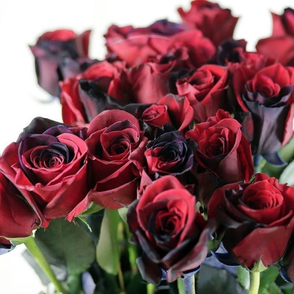 25 черно-красных роз (Premium)