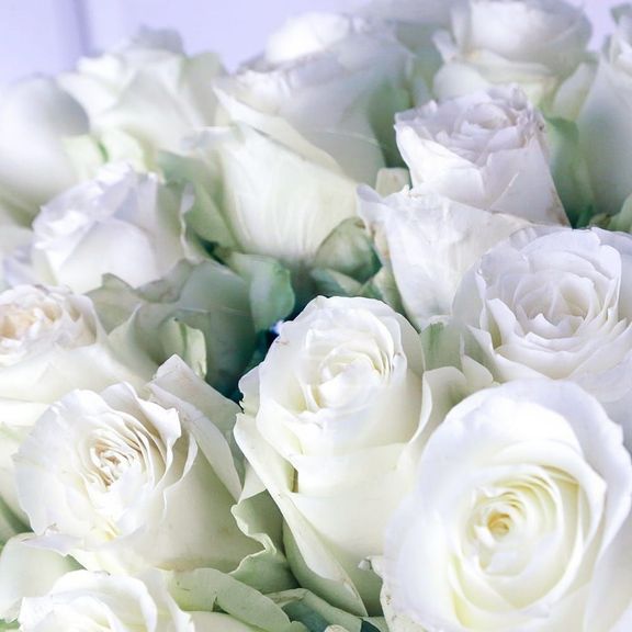 Букет 25 белых роз «Polar Star» (Юж. Америка)