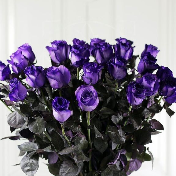 Букет 25 фиолетовых роз (Premium)