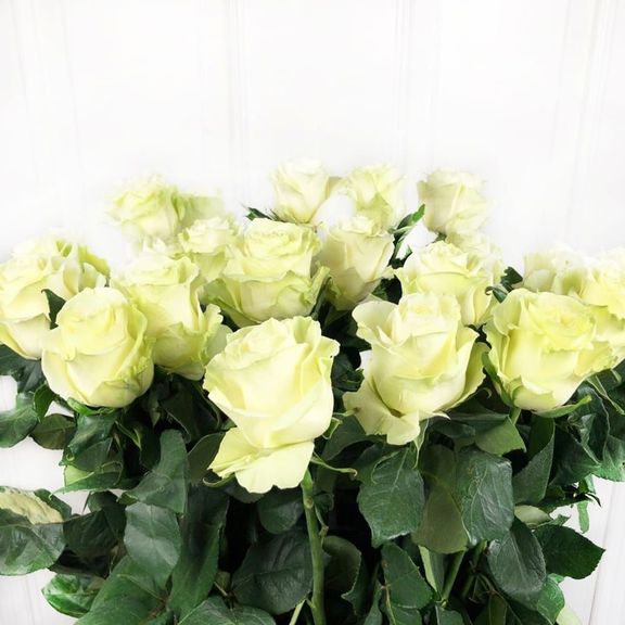 Букет 25 белых роз высотой 110см