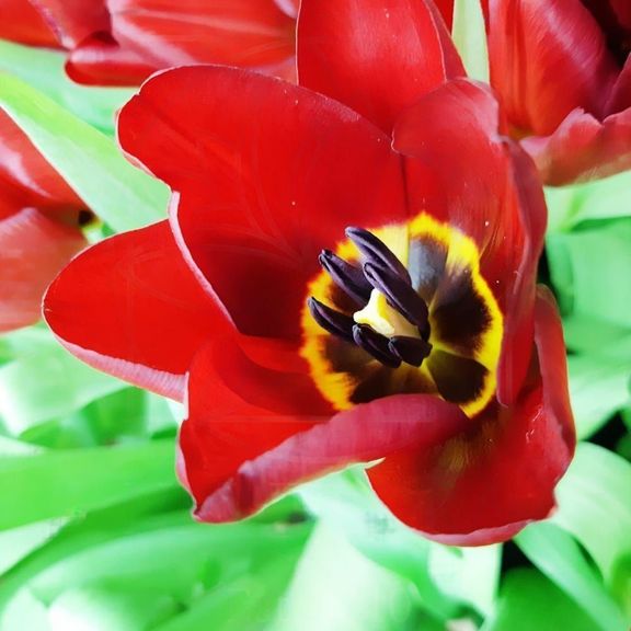 Огромная корзина цветов сердце 301 тюльпан 80×80см