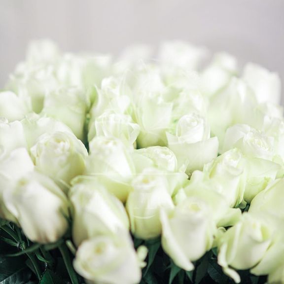 Букет 51 белая роза 70см сорт Proud (Юж. Америка)