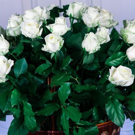Корзина цветов 51 белая роза (Голландия)