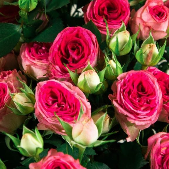 Букет 15 розовых кустовых роз (Premium)