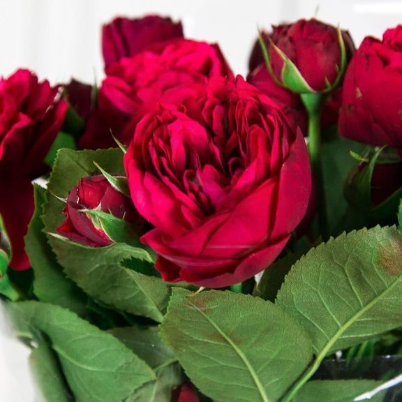 Букет 51 пионовидная кустовая роза Red Piano с зеленью
