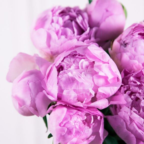 Букет 9 крупных пионов (фуксия) в крафт бумаге