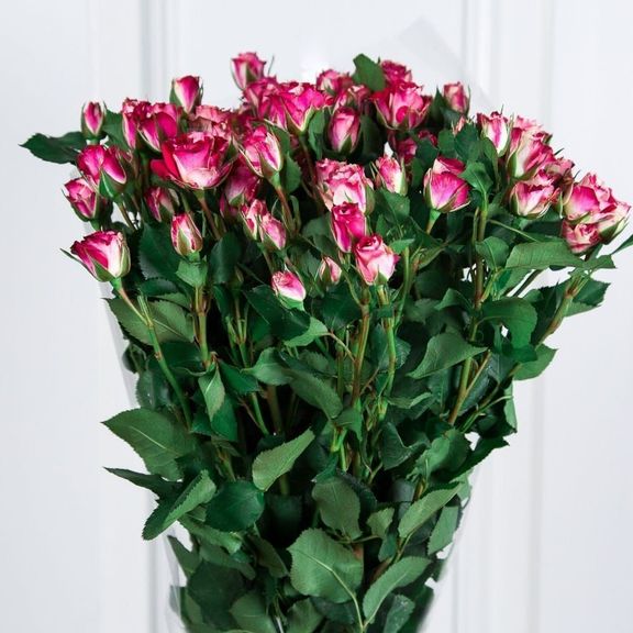 Букет 9 двухцветных кустовых роз (60-70см)