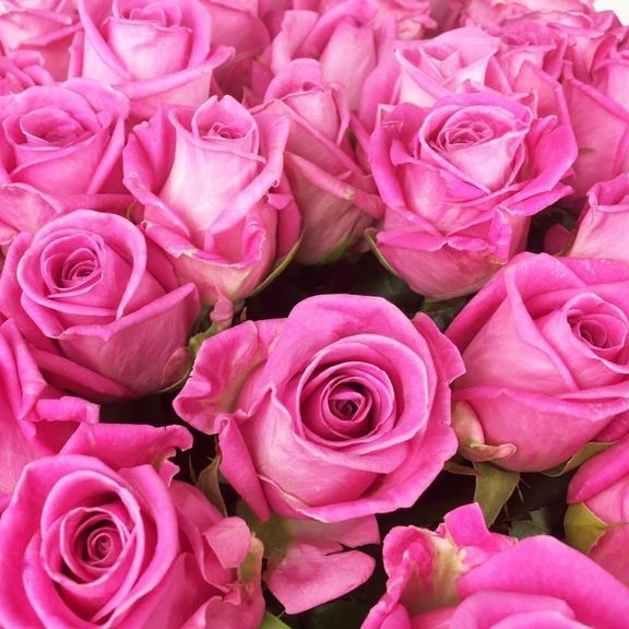 Букет 101 розовая роза сорт Aqua