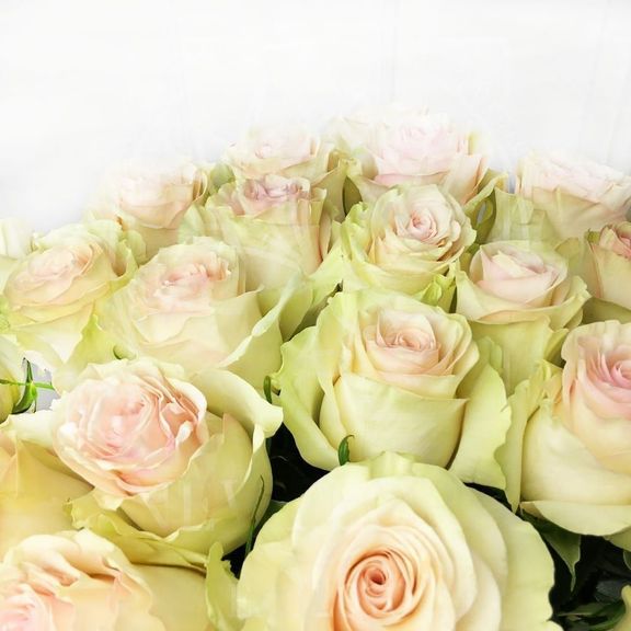 Букет 25 бело-розовых роз Marzipan (Premium)