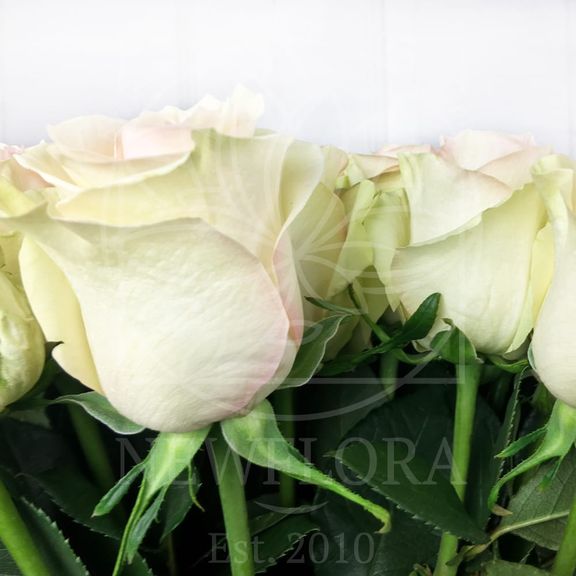 Букет 25 бело-розовых роз Marzipan (Premium)