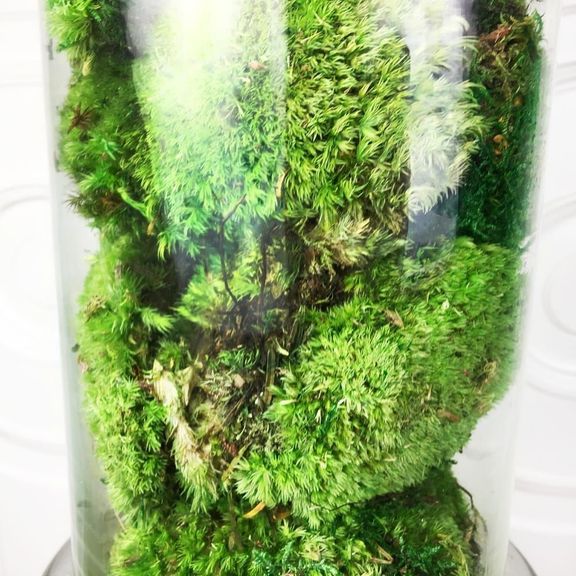 Стабилизированный кочкообразный мох в вазе 60см