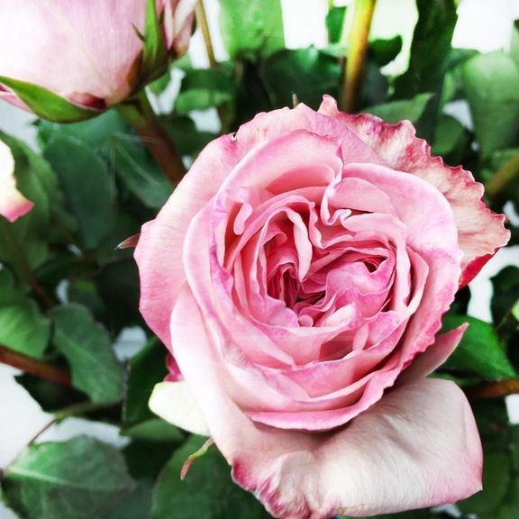 Букет 21 пионовидная ароматная роза Pink Ohara