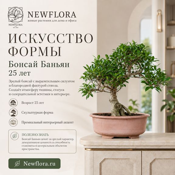 Бонсай Баньян 25 лет (высота 50 см)